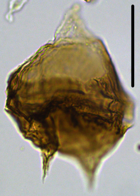 Cerodinium cpx cf wardenenseCwa27X31101120951080b.jpg